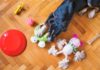 The Best Toys for Your Dogs