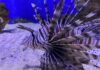 About Saltwater Aquarium Fish! – Beautiful…