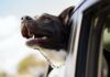 Tips For Taking A Road Trip With Your Dog