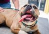Is Dental Care Important For Your Dog?