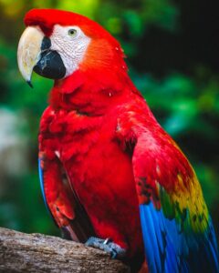 The Scarlet Macaw
