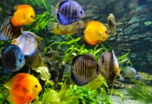 Types of Tropical Fish