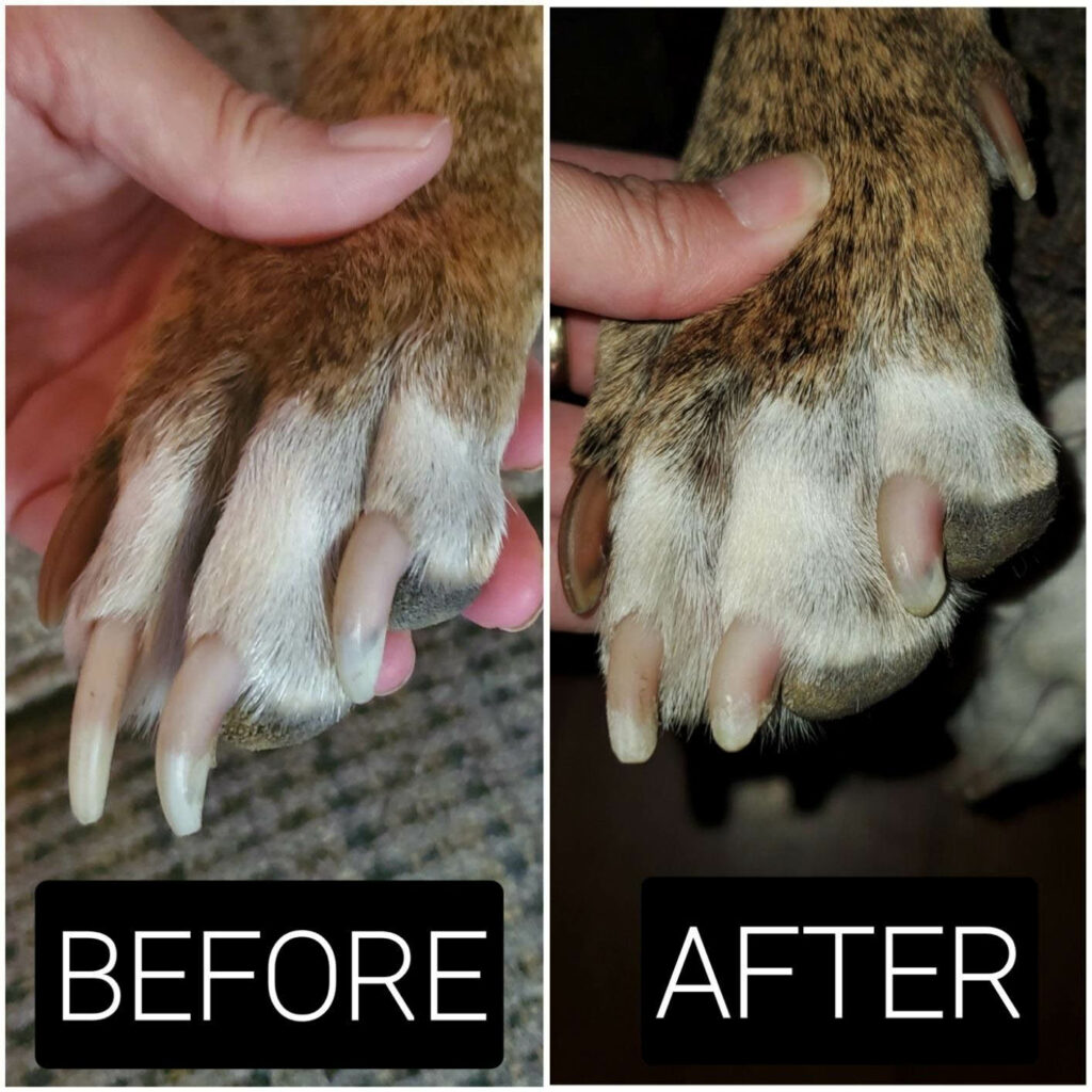 Dog Nail Trimming Before and After
