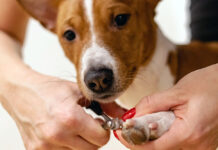 How to Trim Dog Nails Easily and Safely