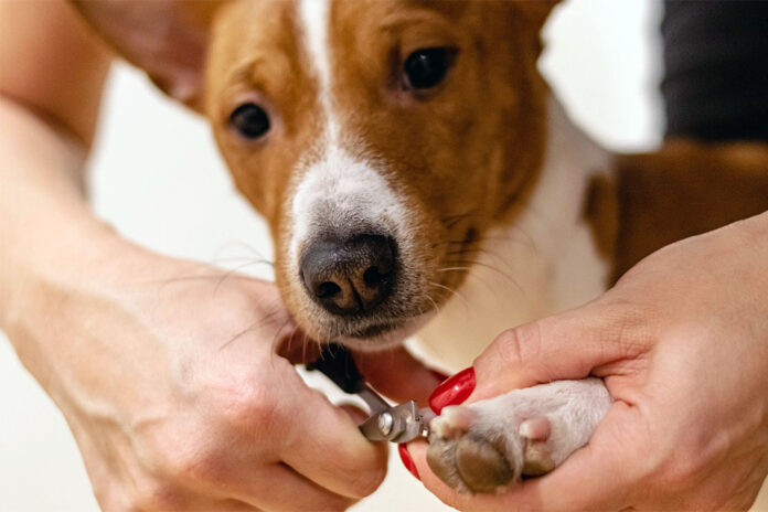 How to Trim Dog Nails Easily and Safely