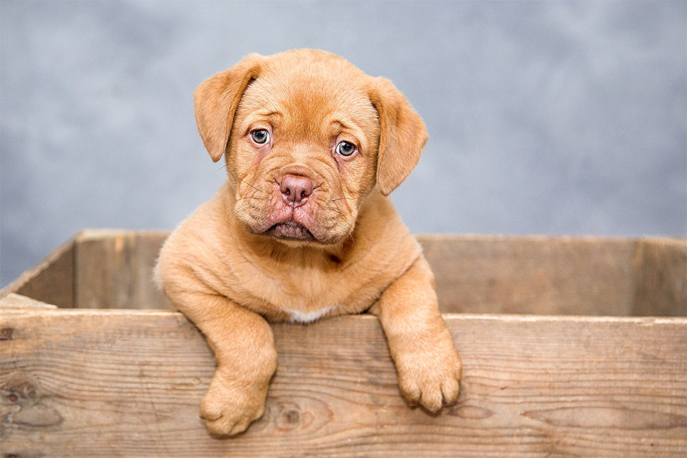 Puppy Love: Expert Tips for Introducing a New Dog to Your Home